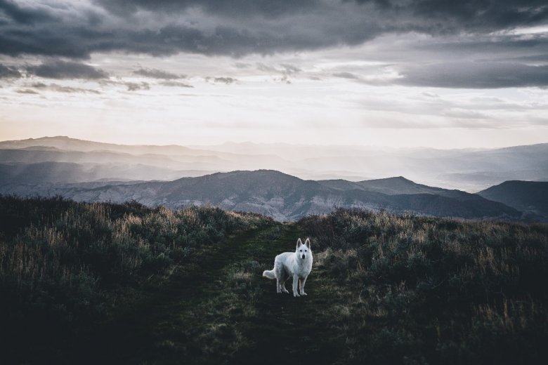 ein weißer Hund auf einer Wiese unter dunklen Wolken